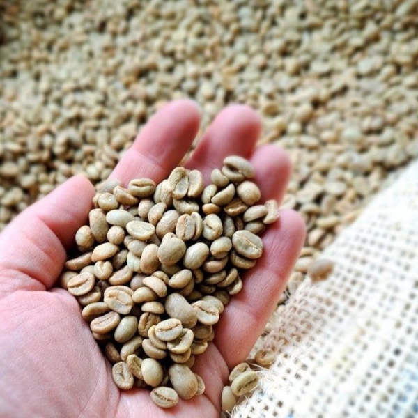 Rohkaffee aus Columbien 1 kg
